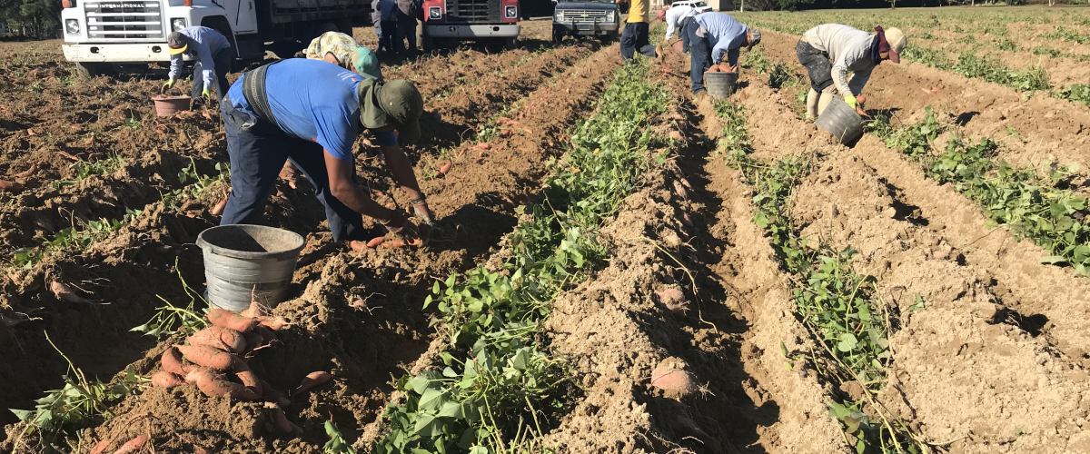 Farmworkers harvest sweet potatoes